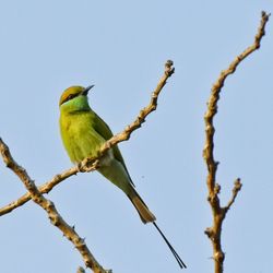 Low angle view of bird perching on branch against clear blue sky