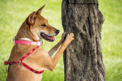 Dog lying on tree trunk