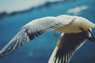 Close-up of seagull flying against sky