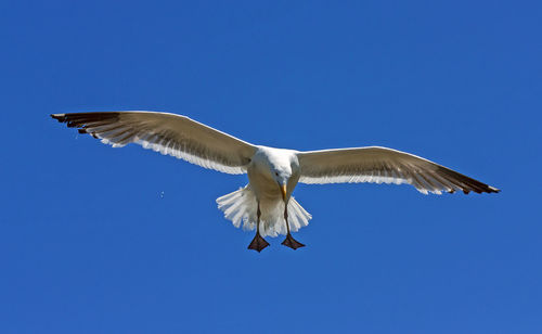 flying