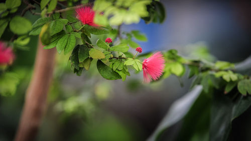 Close-up of red flowering plant