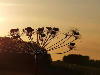 Silhouette of flowering plants on field against sky during sunset