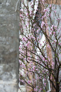 Close-up of cherry blossom tree
