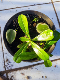 High angle view of leaves in potted plant
