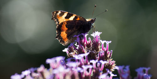 Close-up of butterfly pollinating on purple flower