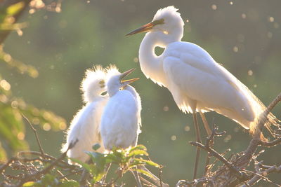 Baby egrets are begging their mother for food in their nest.