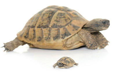 Close-up of a turtle