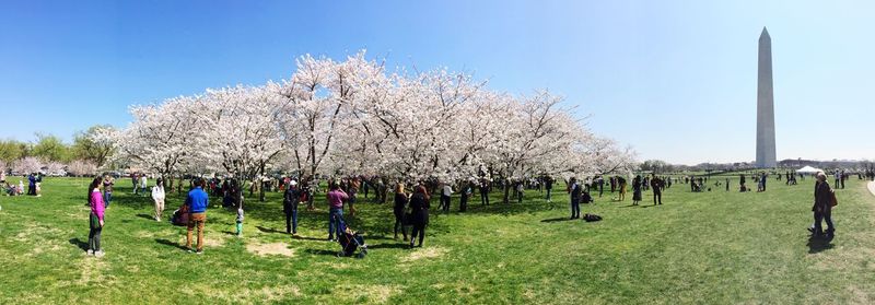 People by flowering tree at park with washington monument against sky