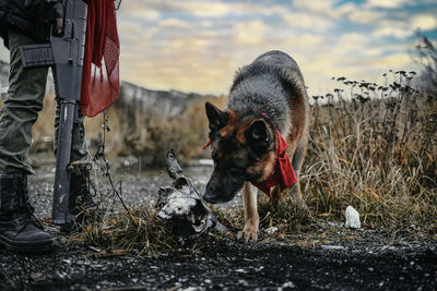 Portrait of dog standing on field