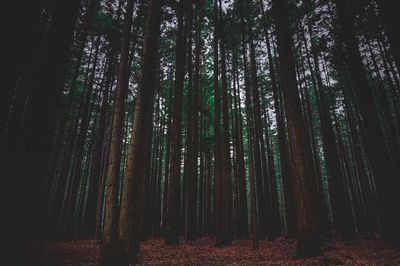 View of trees in forest