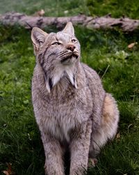 Cat sitting on field