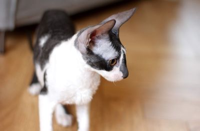 Close-up of cornish rex cat 