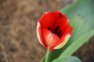 Close-up of red tulip