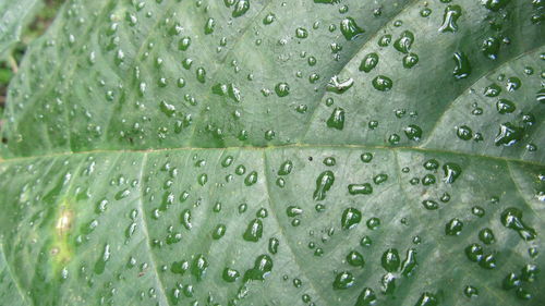 Close-up of water drops on leaf