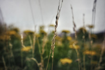 Close-up of wheat growing on field