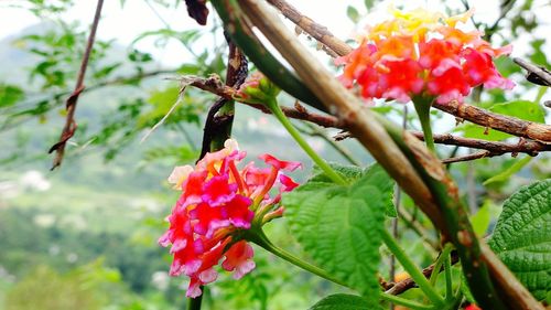 Close-up of pink flowers blooming on tree