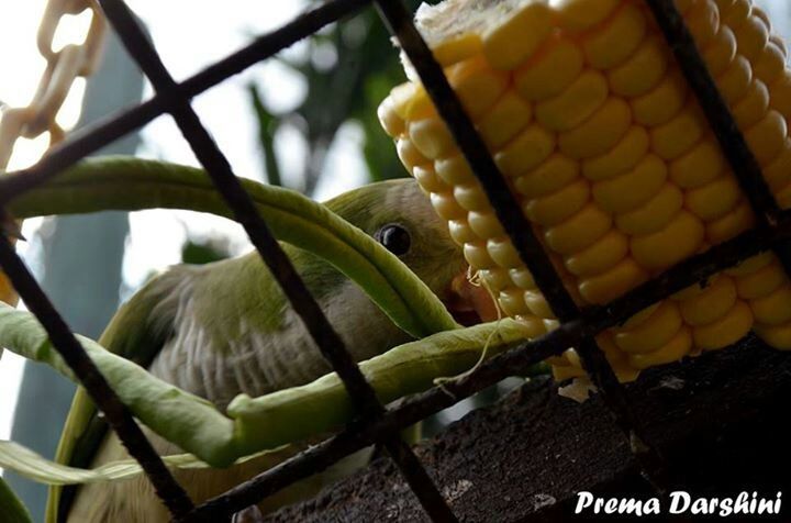 animal themes, one animal, animals in the wild, bird, perching, yellow, low angle view, wildlife, close-up, leaf, focus on foreground, branch, roof, no people, outdoors, day, tree, green color, cage, hanging