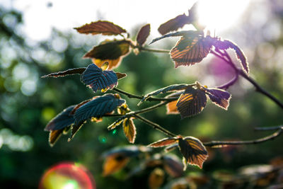 Close-up of purple flowering plant