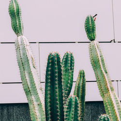 Close-up of succulent plant against sky