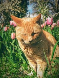 Close-up of cat with eyes closed in lawn