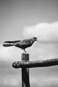 Bird perching on wooden post