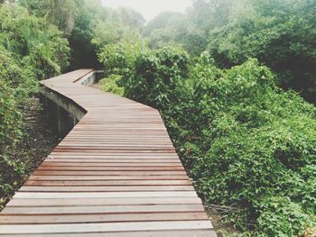 Wooden boardwalk amidst trees in forest