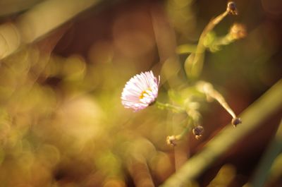 Close-up of flower blooming outdoors