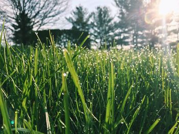 Close-up of fresh green grass in field