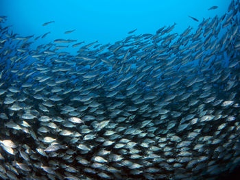 Fish swimming in sea