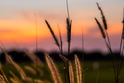 Close-up of stalks in field against sunset sky