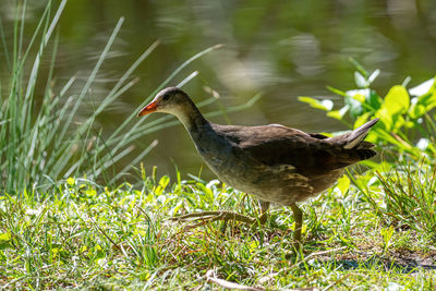 Close-up of a bird on field