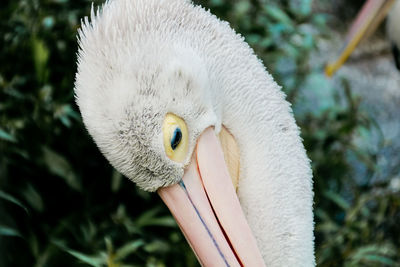 Close-up of a bird