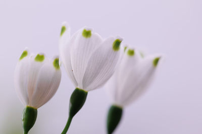 Close-up of white flowering plant against clear sky