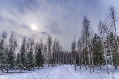 Snow covered road amidst trees against sky during winter