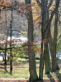 Trees in forest during autumn