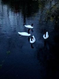 Swan swimming in lake