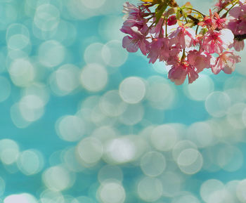 Close-up of cherry blossom on tree