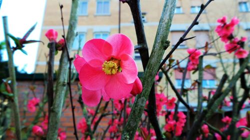Close-up of pink flowers