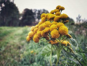 Close-up of yellow flowering plant on field