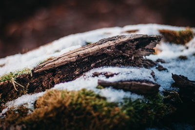 Close-up of frost on tree during winter