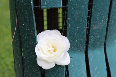 Close-up of white rose