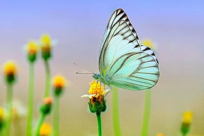 Close-up of butterfly pollinating on flower