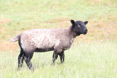 Side view of lamb on field