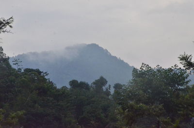 Trees in forest against sky during rainy season