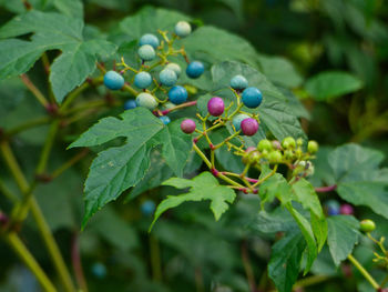 Close-up of berries growing on tree