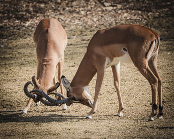 Side view of two horses on field