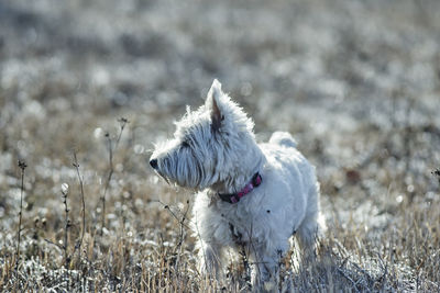 West highland white terrier on field