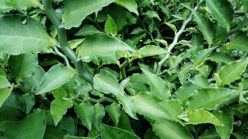 Full frame shot of green leaves