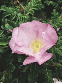 Close-up of pink hibiscus blooming outdoors