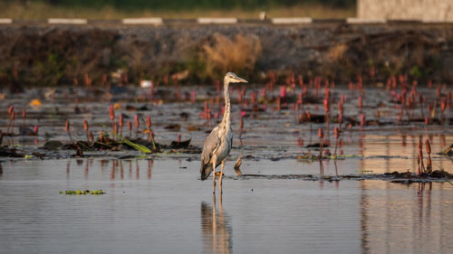 Side view of a bird in water